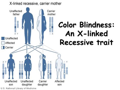 xnxn|Redgreen color blindness is a sexlinked recessive trait in humans。